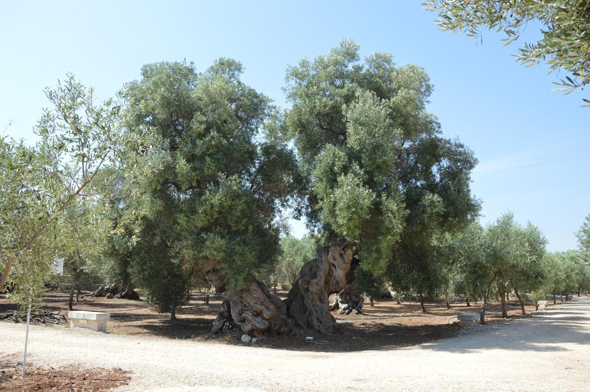Agriturismo Masseria San Leonardo Savelletri Екстер'єр фото